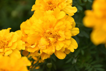 Fototapeta premium Flower in Garden summer JJ 2