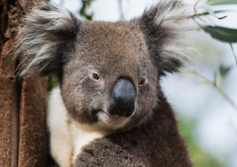 Portrait cute Australian Koala Bear sitting in an eucalyptus tree and looking with curiosity. Kangaroo island