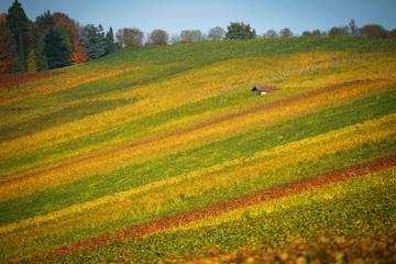 Meer aus Wein im Herbst