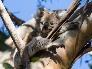 Cute little Australian Koala Bear sleeping between branches of an eucalyptus tree . Kangaroo island