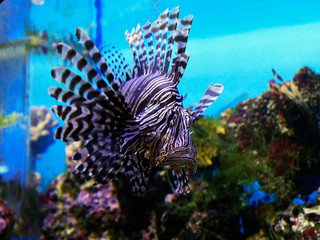 Naklejka na ściany i meble colorful fish in the aquarium