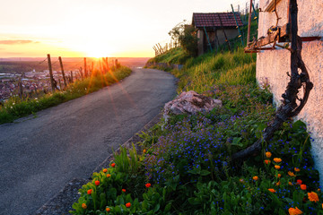 Abends in den Weinbergen zum Sonnenuntergang