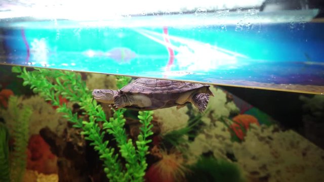 Phrynops geoffroanus turtle sticks her head out of the water in aquarium.