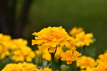 Flower in Garden summer JJ 2