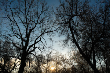 sun in the sky and background of tree branches. Sunset time