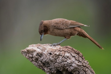 Brown cacholote , Patagonia , Argentina