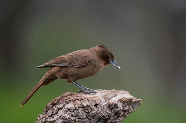 Brown cacholote , Patagonia , Argentina