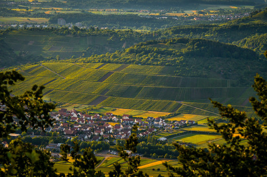 Weinberge von Metzingen zum Sonnenuntergang
