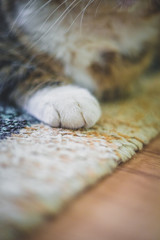 White cat paw on the beige carpet in the house