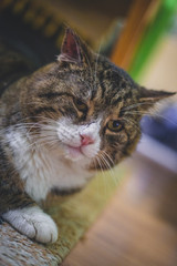 BIg colorful cat sitting on the floor in the house