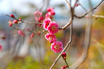 【日本の春】八重梅の花（紅梅）	