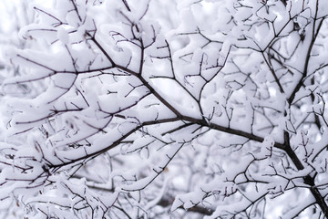 Winter snowing, branches with snow covering. Snow drop on trees in Moscow, Russia.