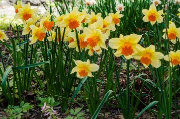Fototapeta premium Spring primroses. Beautiful flowers close-up for backgrounds and cards. Yellow-white petals of plants. Colorful May flower meadow and lawn.