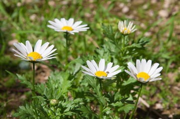 bouquet of daisies in the sun