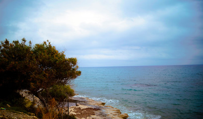 Fototapeta na wymiar Mediterranean sea. dawn. tree