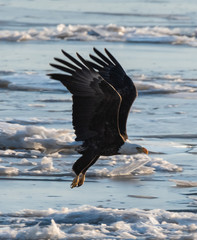 Bald eagle