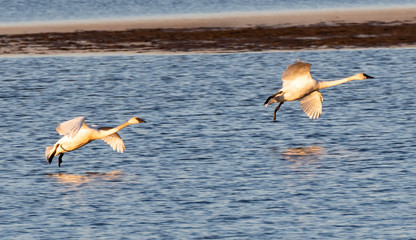 Trumpeter swans
