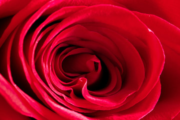 macro red rose. close up