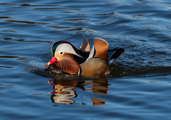 Mandarin duck