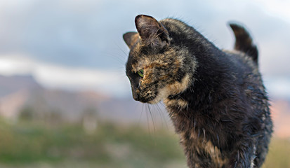 Portrait of a stray cat with green eyes. © David