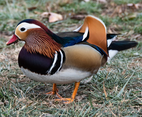 Mandarin duck