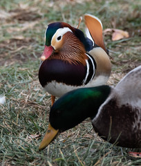 mandarin duck