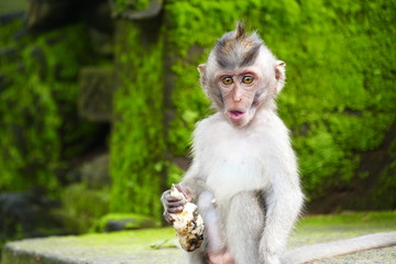 delightful funny monkey on the background of wildlife