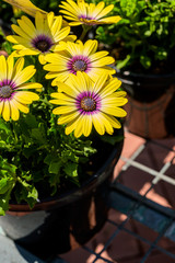 Yellow Mauve Daisy © JohnHoward