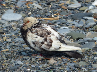 Beautiful tropical bird on a green tropical forest background
