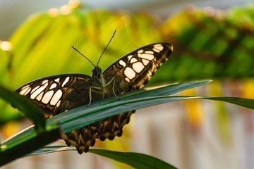 Butterfly on leaf