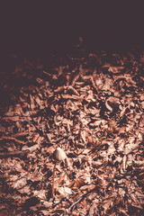 mushroom isolated on a background of brown leaves