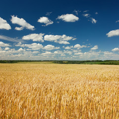 Wheat field