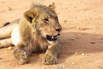 lion teeth