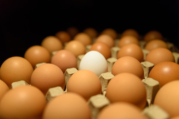 Fresh white egg on brown background, tray of chicken eggs on black background