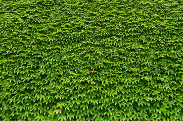 Large wall covered with green leaves of five-finger plant, outdoor natural background - obrazy, fototapety, plakaty