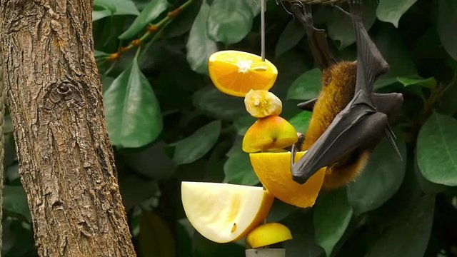 Flying fox hangs on a tree branch and eats ripe fruit. Krypny plan