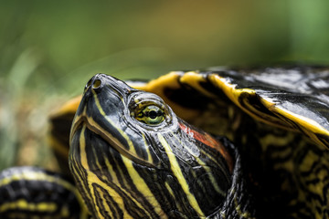 Obraz premium Schildkröte in Nahaufnahme