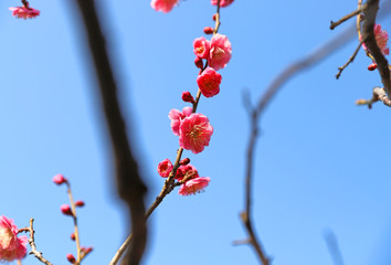 【日本の春】八重梅の花（紅梅）	