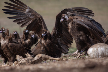 Cinereous Vulture Birds Nutrition