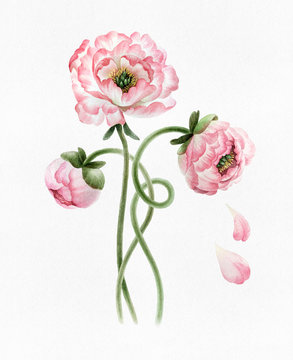 Bouquet of peonies