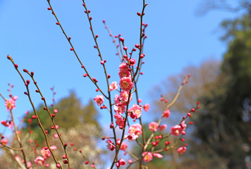 【日本の春】八重梅の花（紅梅）