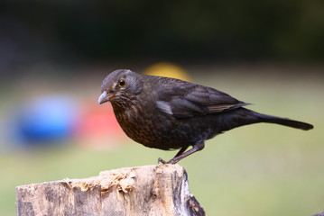 Amsel Henne