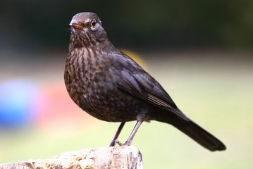 Amsel Henne