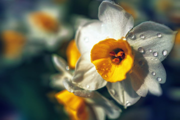 Obraz na płótnie Canvas daffodil (narcissus) flowers blossoming