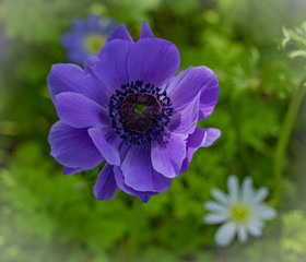 FIORE