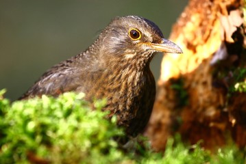 Amsel Henne