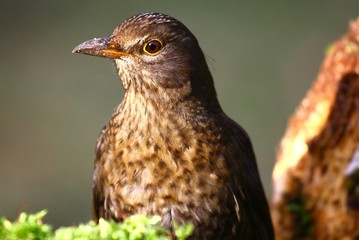 Amsel Henne