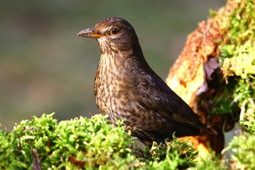 Amsel Henne