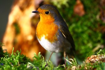 Rotkehlchen