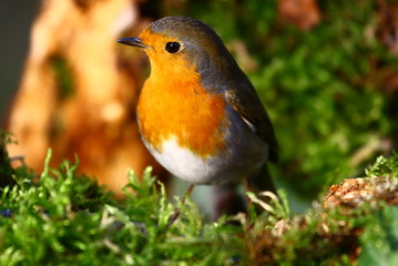 Rotkehlchen